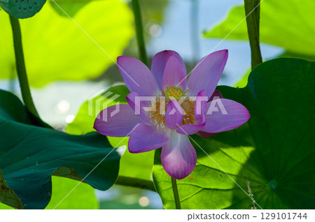 福島縣和湯方廣場的紅蓮花 福島縣和湯方廣場的紅蓮花 129101744