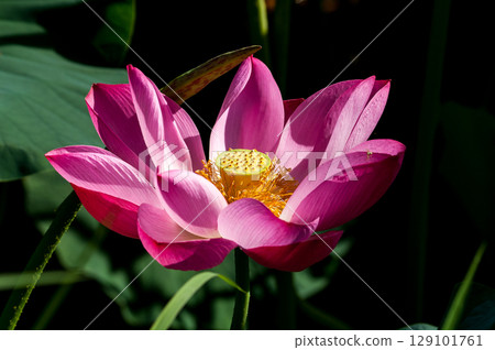 福島縣和湯方廣場的紅蓮花 福島縣和湯方廣場的紅蓮花 129101761