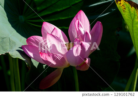 福島縣和湯方廣場的紅蓮花 福島縣和湯方廣場的紅蓮花 129101762