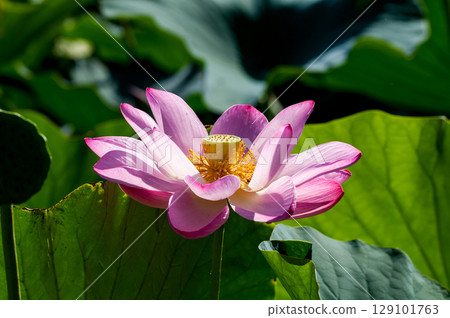 The red lotus at Fukushimagata and Yugata Square The red lotus at Fukushimagata and Yugata Square 129101763