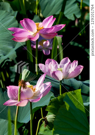福島縣和湯方廣場的紅蓮花 129101764