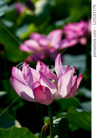 福島縣和湯方廣場的紅蓮花 福島縣和湯方廣場的紅蓮花 129101770