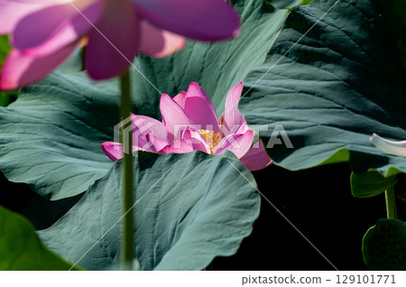 福島縣和湯方廣場的紅蓮花 福島縣和湯方廣場的紅蓮花 129101771