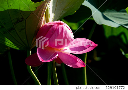 福島縣和湯方廣場的紅蓮花 福島縣和湯方廣場的紅蓮花 129101772