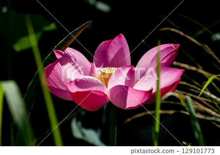 福島縣和湯方廣場的紅蓮花 福島縣和湯方廣場的紅蓮花 129101773