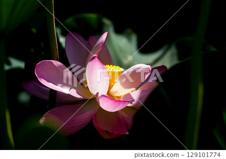 福島縣和湯方廣場的紅蓮花 福島縣和湯方廣場的紅蓮花 129101774