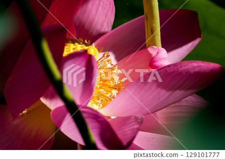 福島縣和湯方廣場的紅蓮花 福島縣和湯方廣場的紅蓮花 129101777