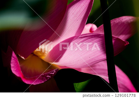 福島縣和湯方廣場的紅蓮花 129101778