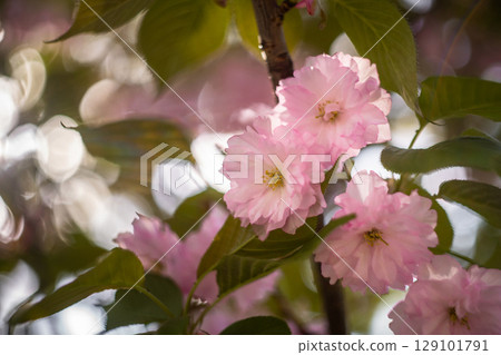 Soft Focus Cherry Blossom Close-Up in Warm Light 129101791