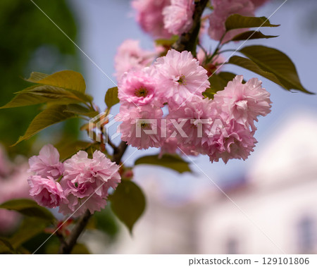 Close-Up of Vibrant Pink Cherry Blossoms Close-Up of Vibrant Pink Cherry Blossoms 129101806
