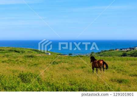 Kiritappu Horse 129101901