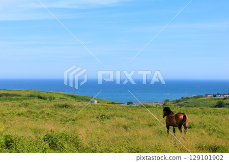 Kiritappu Horse Kiritappu Horse 129101902