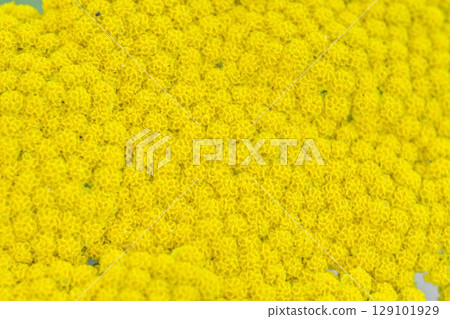 Achillea filipendulina, the yarrow, fernleaf yarrow, milfoil, or nosebleed, is an Asian species of flowering plant in the sunflower family. Top view, macro shot, close-up. A herbaceous perennial, it 129101929