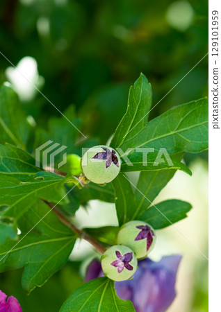 Double-flowered Hibiscus buds Double-flowered Hibiscus buds 129101959