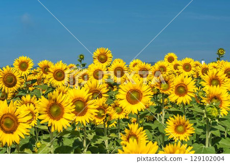 盛開的向日葵。宮城縣山本町的向日葵田（2025年山本向日葵節）。宮城縣山本町。 129102004