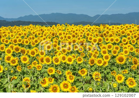 Sunflowers in full bloom. Sunflower fields in Yamamoto Town, Miyagi Prefecture (2025 Yamamoto Sunflower Festival). Yamamoto Town, Miyagi Prefecture. 129102007