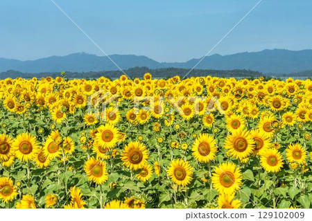 盛開的向日葵。宮城縣山本町的向日葵田（2025年山本向日葵節）。宮城縣山本町。 129102009