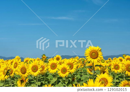 Sunflowers in full bloom. Sunflower fields in Yamamoto Town, Miyagi Prefecture (2025 Yamamoto Sunflower Festival). Yamamoto Town, Miyagi Prefecture. 129102015