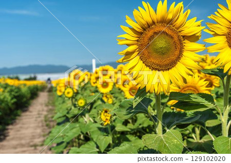 Sunflowers in full bloom. Sunflower fields in Yamamoto Town, Miyagi Prefecture (2025 Yamamoto Sunflower Festival). Yamamoto Town, Miyagi Prefecture. Sunflowers in full bloom. Sunflower fields in Yamamoto Town, Miyagi Prefecture (2025 Yamamoto Sunflower Festival). Yamamoto Town, Miyagi Prefecture. 129102020