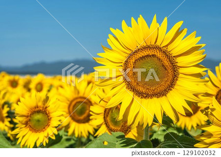 Sunflowers in full bloom. Sunflower fields in Yamamoto Town, Miyagi Prefecture (2025 Yamamoto Sunflower Festival). Yamamoto Town, Miyagi Prefecture. Sunflowers in full bloom. Sunflower fields in Yamamoto Town, Miyagi Prefecture (2025 Yamamoto Sunflower Festival). Yamamoto Town, Miyagi Prefecture. 129102032