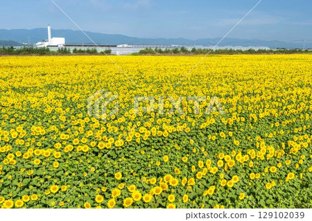 盛開的向日葵。宮城縣山本町的向日葵田（2025年山本向日葵節）。宮城縣山本町。 129102039