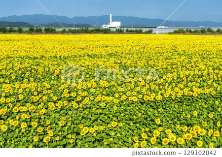 盛開的向日葵。宮城縣山本町的向日葵田（2025年山本向日葵節）。宮城縣山本町。 129102042