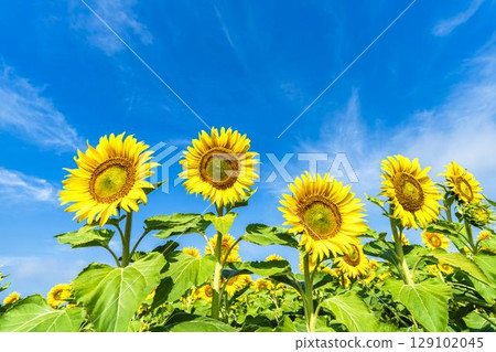 Sunflowers in full bloom. Sunflower fields in Yamamoto Town, Miyagi Prefecture (2025 Yamamoto Sunflower Festival). Yamamoto Town, Miyagi Prefecture. Sunflowers in full bloom. Sunflower fields in Yamamoto Town, Miyagi Prefecture (2025 Yamamoto Sunflower Festival). Yamamoto Town, Miyagi Prefecture. 129102045