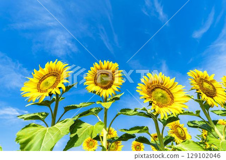 Sunflowers in full bloom. Sunflower fields in Yamamoto Town, Miyagi Prefecture (2025 Yamamoto Sunflower Festival). Yamamoto Town, Miyagi Prefecture. Sunflowers in full bloom. Sunflower fields in Yamamoto Town, Miyagi Prefecture (2025 Yamamoto Sunflower Festival). Yamamoto Town, Miyagi Prefecture. 129102046