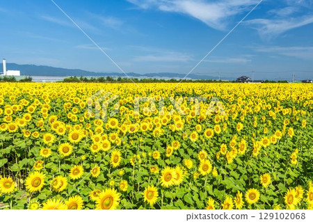 Sunflowers in full bloom. Sunflower fields in Yamamoto Town, Miyagi Prefecture (2025 Yamamoto Sunflower Festival). Yamamoto Town, Miyagi Prefecture. Sunflowers in full bloom. Sunflower fields in Yamamoto Town, Miyagi Prefecture (2025 Yamamoto Sunflower Festival). Yamamoto Town, Miyagi Prefecture. 129102068