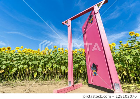 Sunflowers in full bloom. Sunflower fields in Yamamoto Town, Miyagi Prefecture (2025 Yamamoto Sunflower Festival). Yamamoto Town, Miyagi Prefecture. 129102070