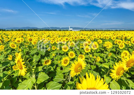 Sunflowers in full bloom. Sunflower fields in Yamamoto Town, Miyagi Prefecture (2025 Yamamoto Sunflower Festival). Yamamoto Town, Miyagi Prefecture. Sunflowers in full bloom. Sunflower fields in Yamamoto Town, Miyagi Prefecture (2025 Yamamoto Sunflower Festival). Yamamoto Town, Miyagi Prefecture. 129102072