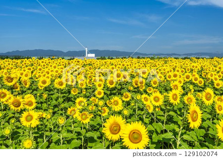 Sunflowers in full bloom. Sunflower fields in Yamamoto Town, Miyagi Prefecture (2025 Yamamoto Sunflower Festival). Yamamoto Town, Miyagi Prefecture. 129102074