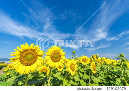 Sunflowers in full bloom. Sunflower fields in Yamamoto Town, Miyagi Prefecture (2025 Yamamoto Sunflower Festival). Yamamoto Town, Miyagi Prefecture. Sunflowers in full bloom. Sunflower fields in Yamamoto Town, Miyagi Prefecture (2025 Yamamoto Sunflower Festival). Yamamoto Town, Miyagi Prefecture. 129102079