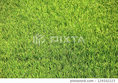 Rice panicle of rice field 129102223