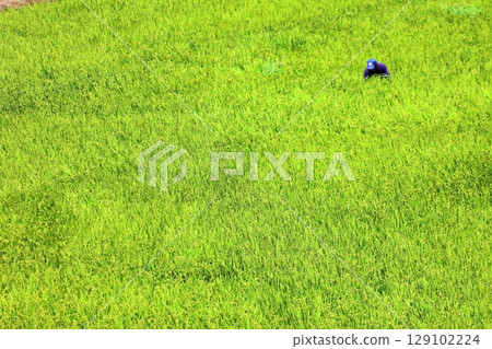 Rice panicle of rice field 129102224