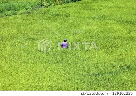 Rice panicle of rice field 129102226