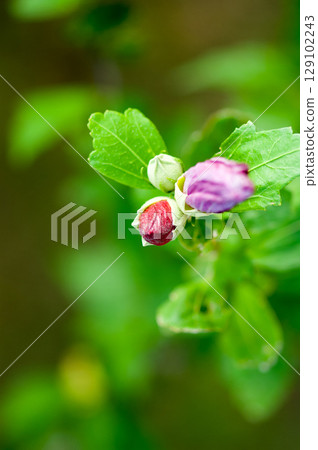 重瓣芙蓉花蕾 重瓣芙蓉花蕾 129102243