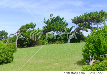 A tree that has grown bent due to strong winds from the sea A tree that has grown bent due to strong winds from the sea 129102270