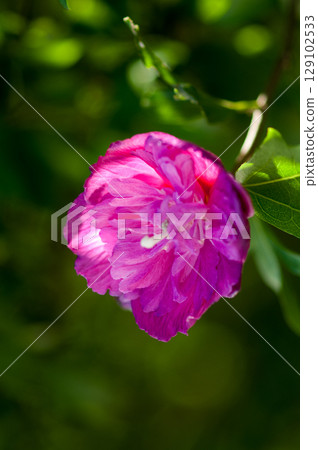 Double-flowered Hibiscus Double-flowered Hibiscus 129102533