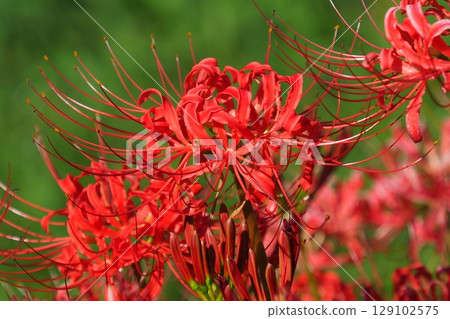 Red spider lily (Lycoris radiata) Red spider lily (Lycoris radiata) 129102575