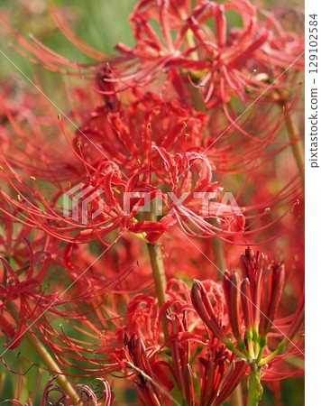 Red spider lily (Lycoris radiata) Red spider lily (Lycoris radiata) 129102584