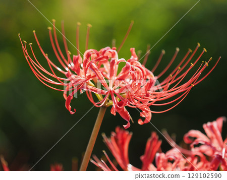 Red spider lily (Lycoris radiata) 129102590