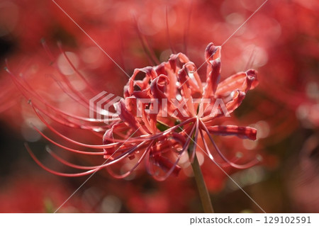 Red spider lily (Lycoris radiata) 129102591