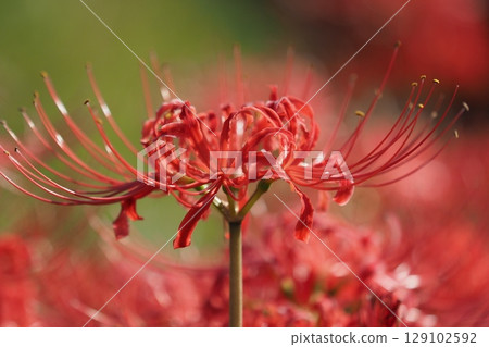 Red spider lily (Lycoris radiata) Red spider lily (Lycoris radiata) 129102592