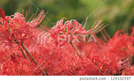 Red spider lily (Lycoris radiata) Red spider lily (Lycoris radiata) 129102597