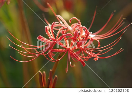 Red spider lily (Lycoris radiata) Red spider lily (Lycoris radiata) 129102598