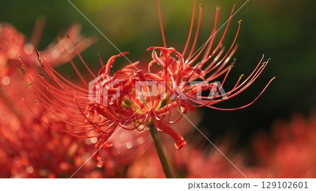 Red spider lily (Lycoris radiata) Red spider lily (Lycoris radiata) 129102601