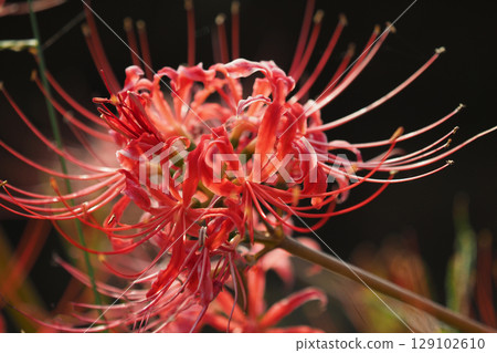 Red spider lily (Lycoris radiata) 129102610
