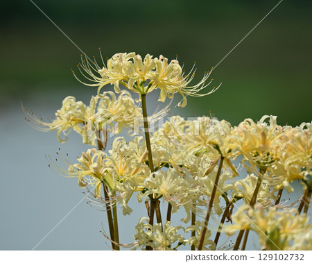 Red spider lily (Lycoris radiata) Red spider lily (Lycoris radiata) 129102732