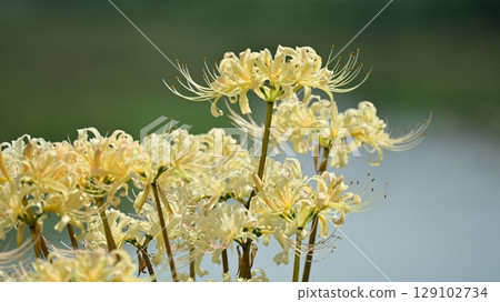 Red spider lily (Lycoris radiata) Red spider lily (Lycoris radiata) 129102734